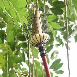 هنگام برداشت سیب باید به چه نکاتی توجه کنم؟